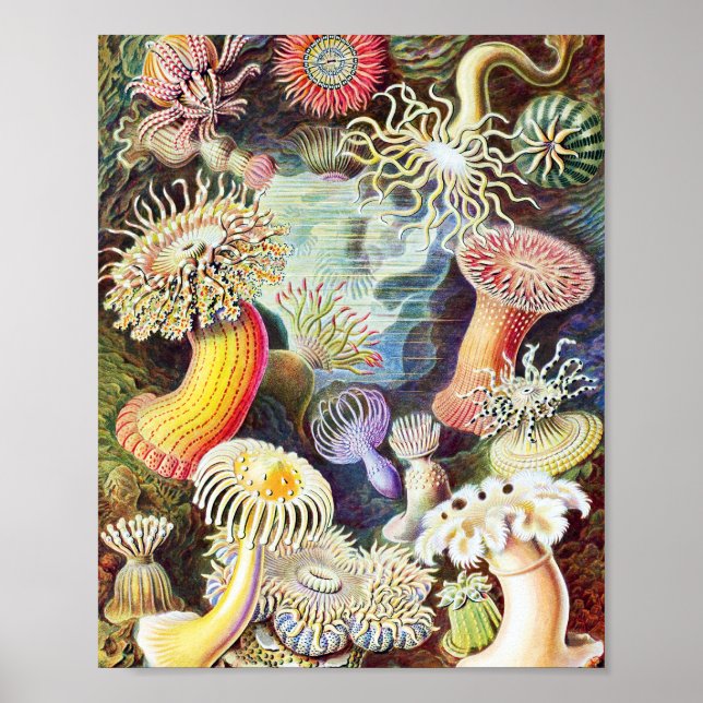 Poster Ilustração de anêmonas do mar por Ernst Haeckel (Frente)