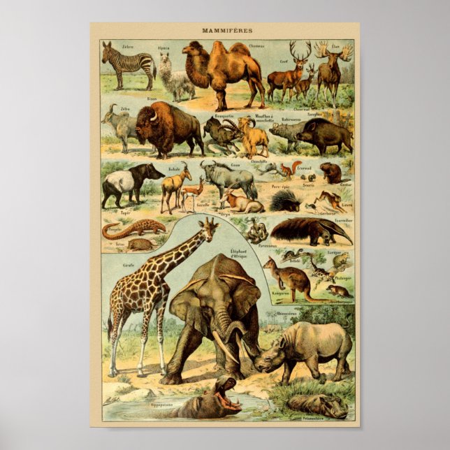 Poster Ilustração de Animais Selvagens Vintage (Frente)