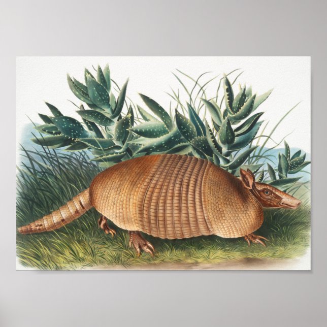 Poster Ilustração de Armadillo (Dasypus Peba) com nove fa (Frente)
