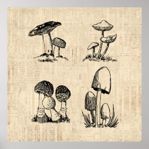 Poster Ilustração de Arte Vintage Mushroom