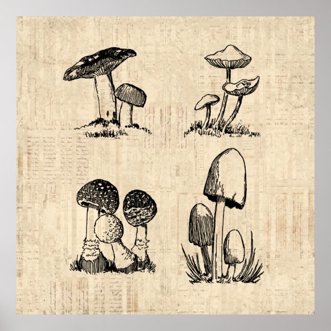 Poster Ilustração de Arte Vintage Mushroom (Frente)