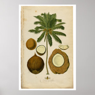 Poster Ilustração de Árvore Palm de Coco Vintage
