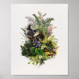 Poster Ilustração de aves de safra