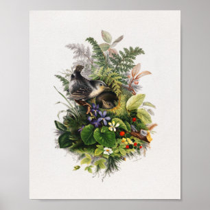 Poster Ilustração de aves de safra