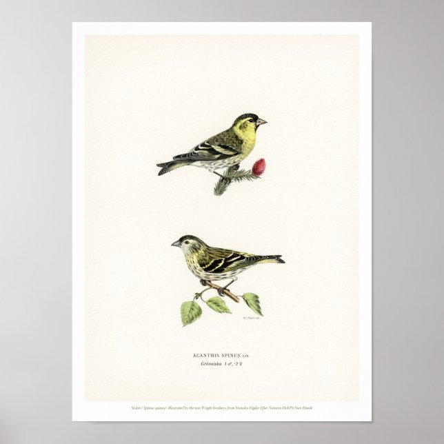 Póster Ilustração de aves de safra - Siskin (Frente)