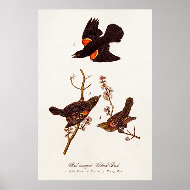 Poster Ilustração de Aves Negras Alas Vermelhas com Asas  (Frente)