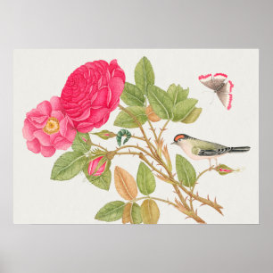 Poster Ilustração de Aves Vintage