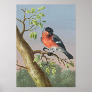 Poster Ilustração de Aves Vintage