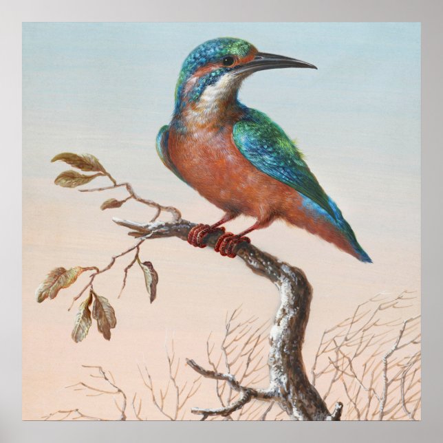 Poster Ilustração de Aves Vintage (Frente)