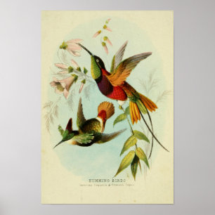 Poster Ilustração de Aves Vintage