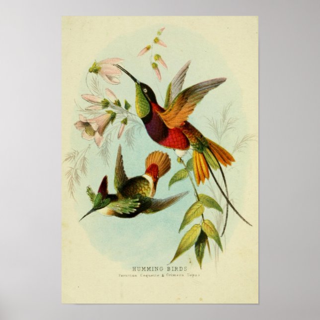 Poster Ilustração de Aves Vintage (Frente)