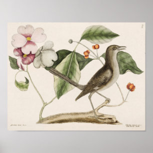 Poster Ilustração de Aves Vintage