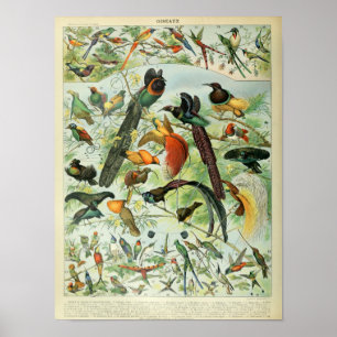 Poster Ilustração de Aves Vintage