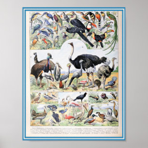 Poster Ilustração de Aves Vintage