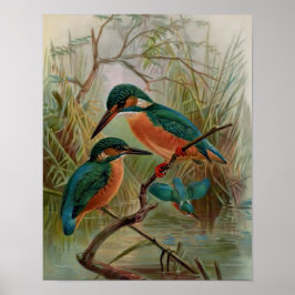 Poster Ilustração de Aves Vintage de Kingfisher Comum