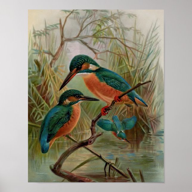Poster Ilustração de Aves Vintage de Kingfisher Comum (Frente)