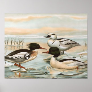 Poster Ilustração de Aves Vintage de Mergansers
