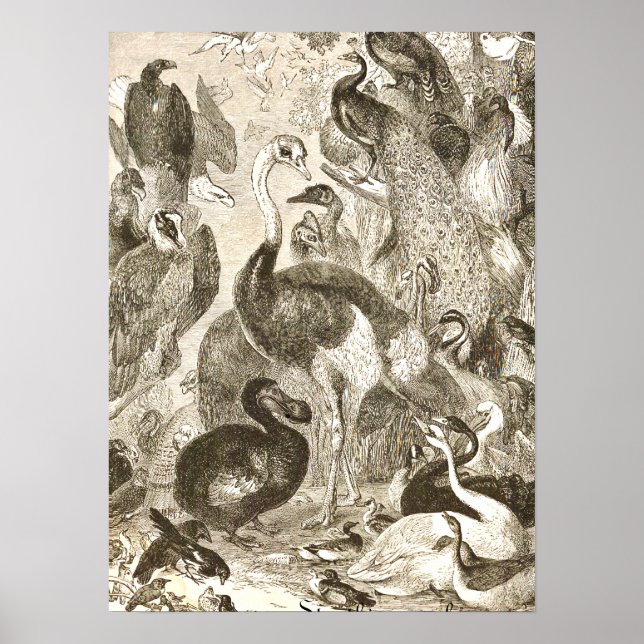 Poster Ilustração de Avestruz Vintage Struthio camelus (Frente)