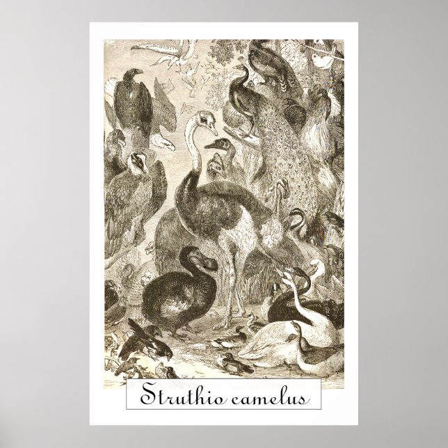 Póster Ilustração de avestruz vintage Struthio camelus (Frente)