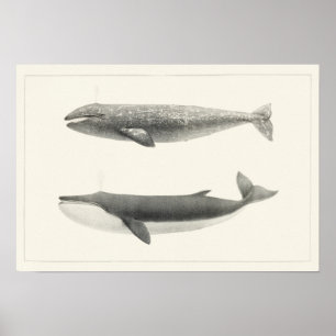 Poster Ilustração de Baleia Vintage