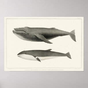 Poster Ilustração de Baleia Vintage