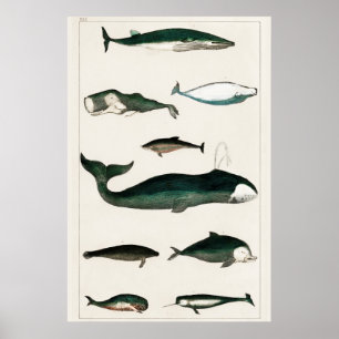 Poster Ilustração de Baleia Vintage