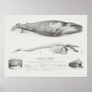Poster Ilustração de Baleia Vintage