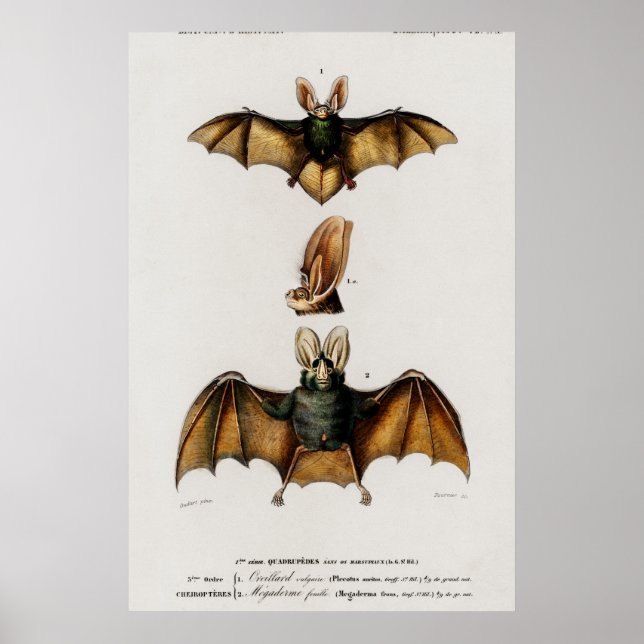 Poster Ilustração de Bat Vintage (Frente)