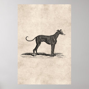 Poster Ilustração de Cães de Greyhound dos anos 1800 - Cã