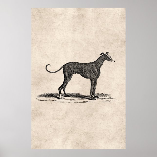 Poster Ilustração de Cães de Greyhound dos anos 1800 - Cã (Frente)