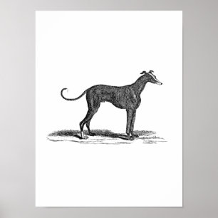 Póster Ilustração de Cães de Greyhound dos anos 1800 - Cã
