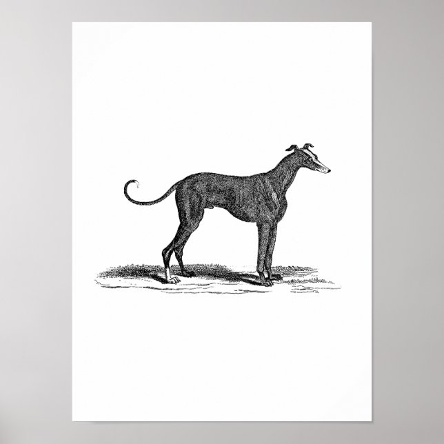 Póster Ilustração de Cães de Greyhound dos anos 1800 - Cã (Frente)