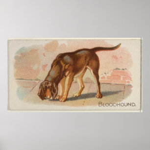 Poster Ilustração de Cão de Bloodhound Vintage (1890)