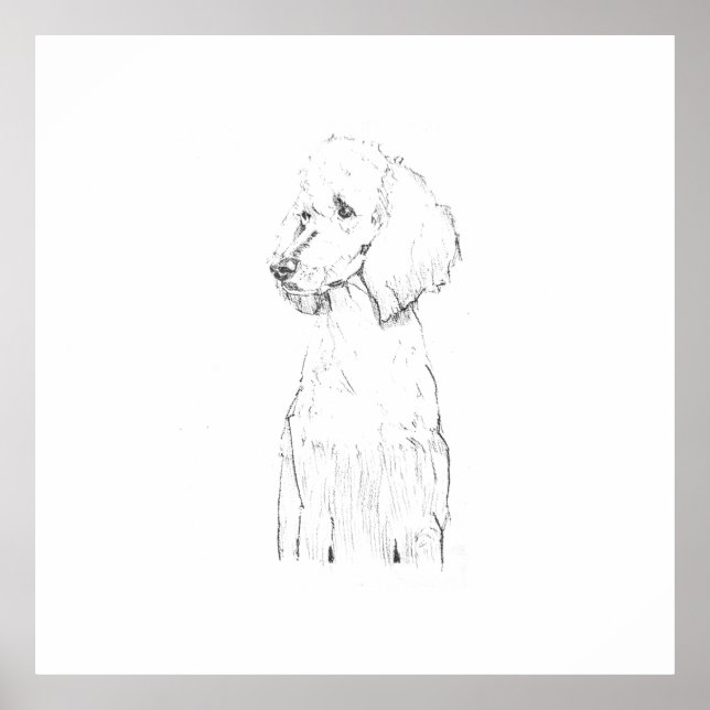 Poster Ilustração de Cão Poodle Padrão (Frente)