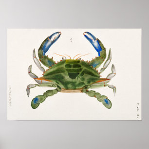 Poster Ilustração de Caranguejo Azul da Zoologia de Nov
