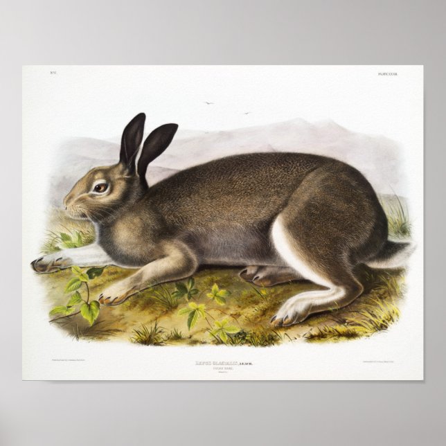 Poster Ilustração de Coelho (Frente)
