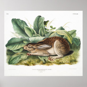 Poster Ilustração de Coelho