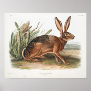 Poster Ilustração de Coelho