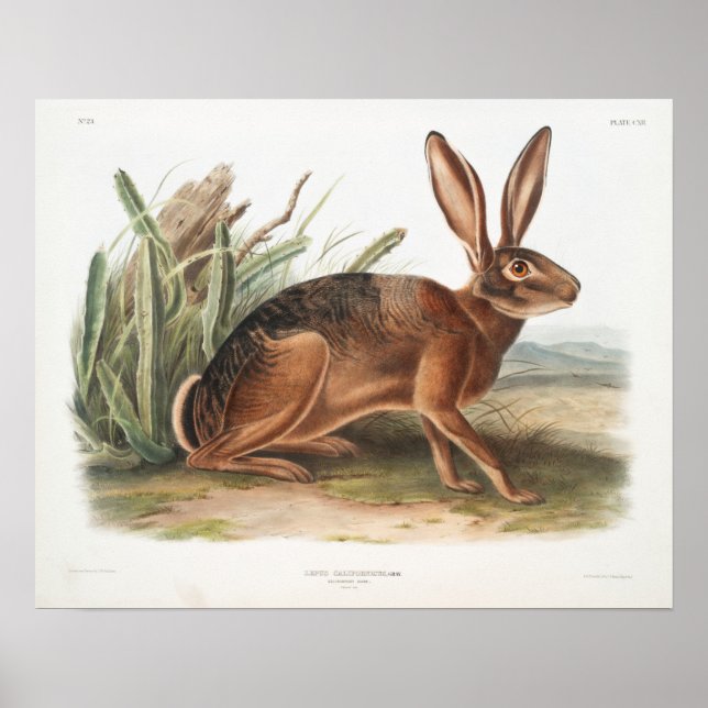 Poster Ilustração de Coelho (Frente)