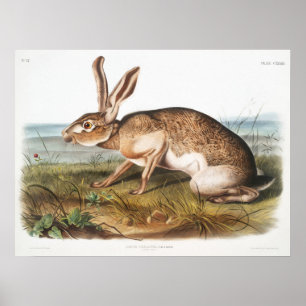 Poster Ilustração de Coelho