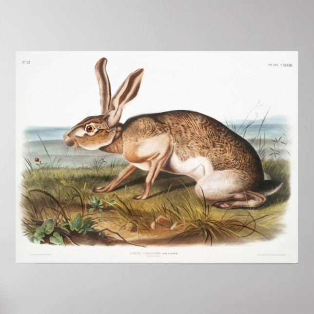 Poster Ilustração de Coelho (Frente)