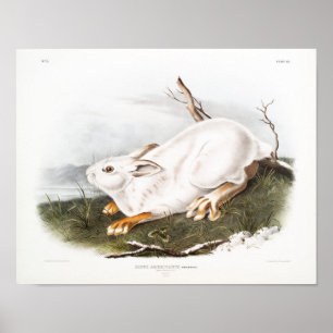 Poster Ilustração de Coelho