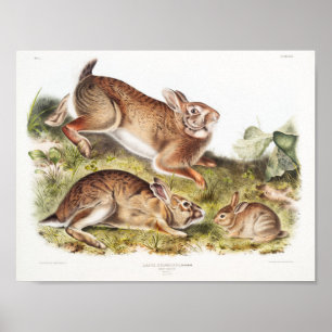 Poster Ilustração de Coelho