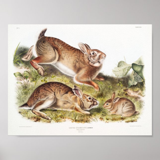 Poster Ilustração de Coelho (Frente)