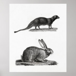 Poster Ilustração de Coelho