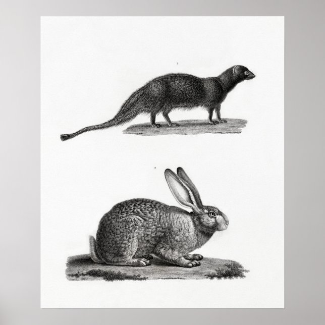 Poster Ilustração de Coelho (Frente)