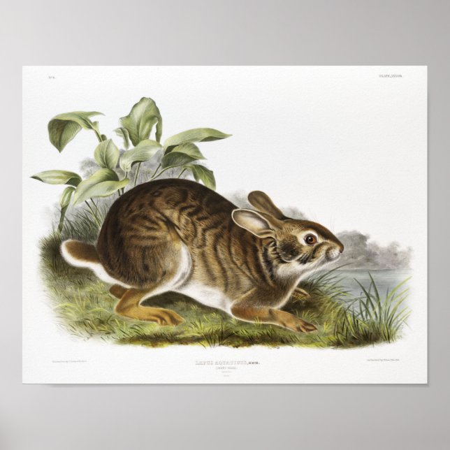Poster Ilustração de Coelho (Frente)
