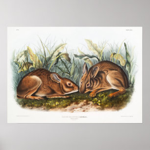 Poster Ilustração de Coelhos