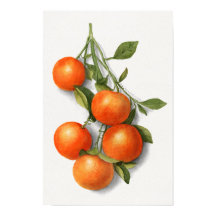 Ilustração de Cores d'água das Laranjas Vintage