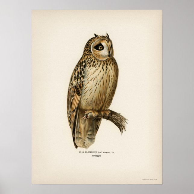 Poster Ilustração de Coruja Vintage (Frente)